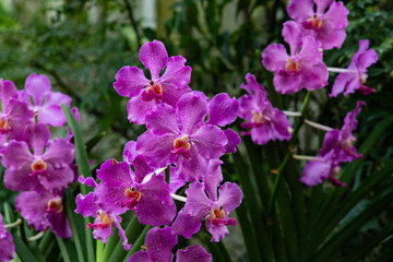 Fototapeta premium Various Types of Orchids in Singapore