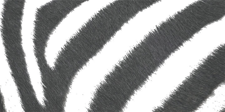 Realistic zebra fur texture background with black and white stripes for wild safari animal print vector illustration