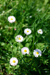 Fototapeta premium Beautiful wild daisies blooming in green grass field with soft bokeh background
