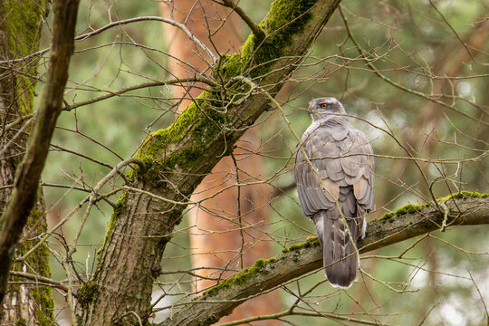 Hawk (Astur gentilis)