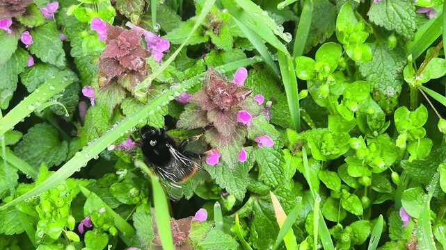 Bumblebees collects flower nectar at spring.