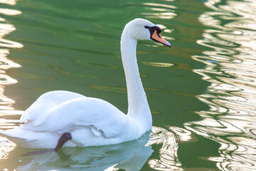 Obraz premium Swan swimming in clear water with ripples under bright sunlight in a quiet park setting
