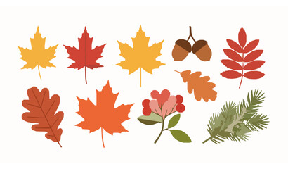 Fototapeta premium Autumn Leaves Collection Flat Vector Set with Maple Leaf Acorn Berries and Spruce Branch Illustration