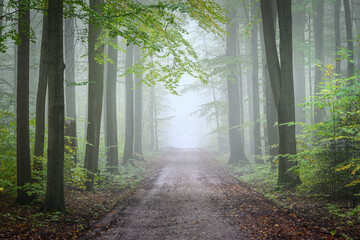 Fototapeta premium Misty morning in the green forest