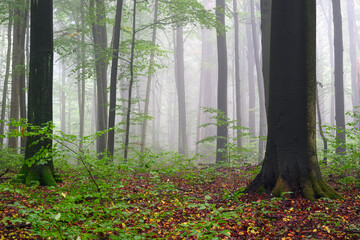 Fototapeta premium Misty morning in the green forest