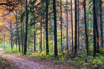 Obraz premium Forest path in autumn colours, Bialowieza Forest