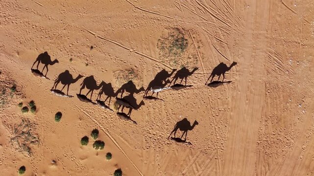 Morocco Sahara Desert , Camel Aerial View