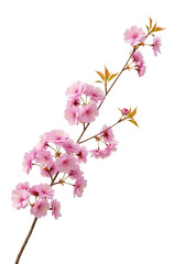 Naklejka premium Beautiful pink cherry blossoms on a branch with green leaves transparent background