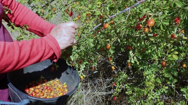Maule Region, Chile - March 16, 2026: A person collecting rosehip fruits with their hands.