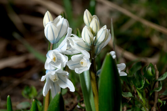 Captivating pushkinia blooms welcoming spring's gentle arrival