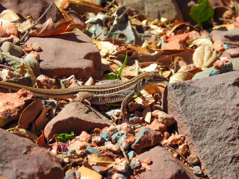Arizona Striped Whiptail Enjoying Sun