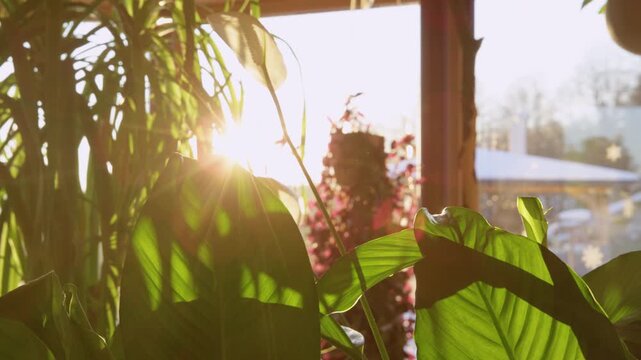 CLOSE UP, LENS FLARE: Golden sunlight streams through lush green leaves of flowering peace lily houseplant with distinct vein patterns. Peaceful morning scene and the warmth of a home indoor jungle.