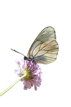 A white butterfly (Aporia crataegi) with its wings closed, sipping nectar from a pink scabious flower (Scabiosa) on a transparent background.
