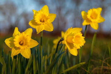 Fototapeta premium Spring background, flowers