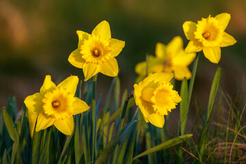 Obraz premium Spring background, flowers