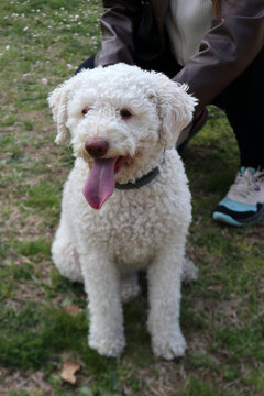 Lagotto Romagnolo bianco, cane da tartufo