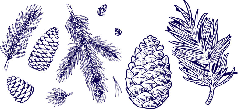 Hand Drawn Pine Cones and Coniferous Branches Collection Botanical Sketch Vector Illustration Isolated on White