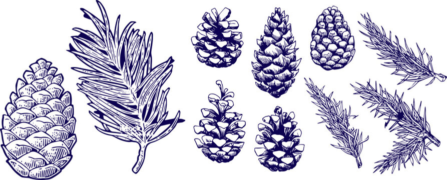 Botanical Set of Pine Cones and Fir Tree Branches Hand Drawn Ink Sketch Collection Isolated on White Background