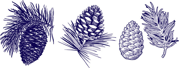 Conifer Cones and Branches Set Hand Drawn Pine and Spruce Botanical Elements Isolated on White Background © Janith