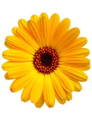 Obraz premium A vibrant, close-up photograph showcasing a fully bloomed, bright yellow flower with a dark brown center against a white backdrop