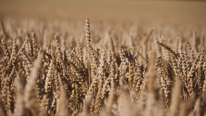 Obraz premium Golden wheat stands tall in a field under a clear sky during the harvest season. Farmers work in the background gathering crops. The sun shines down on the scene.