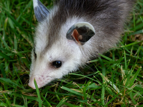 Little cute baby opossum on green grass