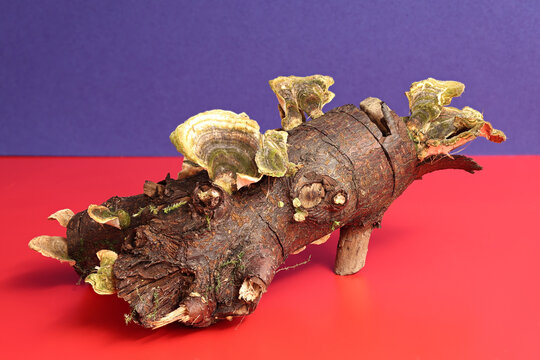 Still life with wood decay fungus Trametes versicolor. Photo with great depth of field on a colored background.
