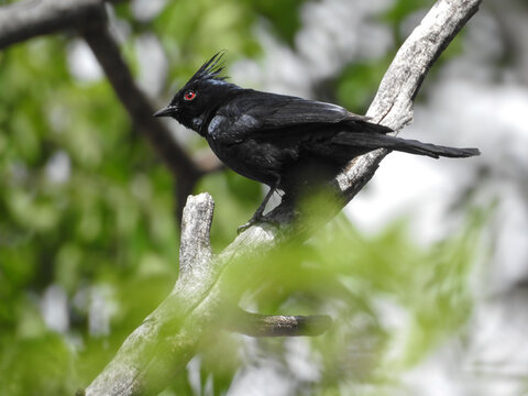 Male Phainopepla