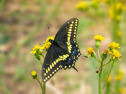 Black Swallowtail Butterfly