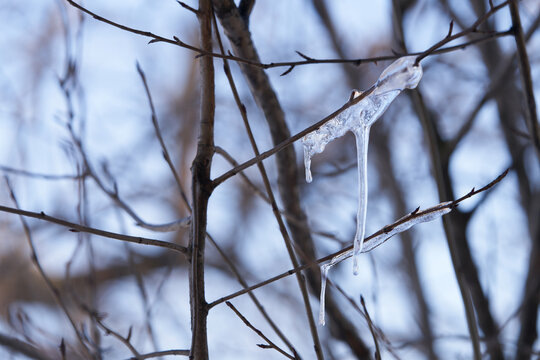 Spring. Melting ice (icicles) on a tree branch.