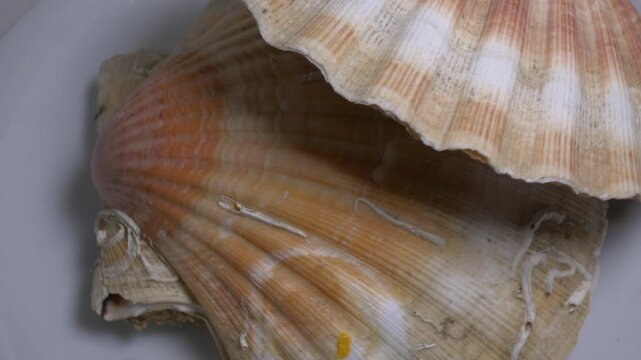 Close-up of a large textured seashell placed on a white ceramic plate, captured on a rotating surface against a neutral grey background.