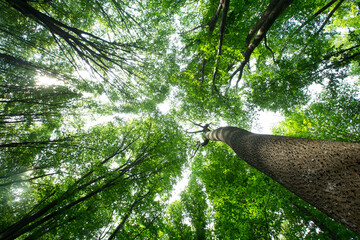 Fototapeta premium Forest trees. nature green wood sunlight backgrounds