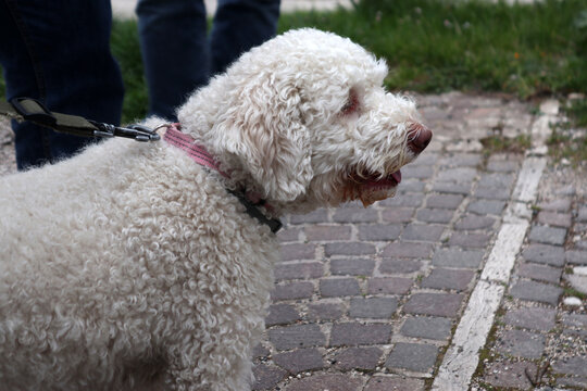Lagotto romagnolo a passeggio