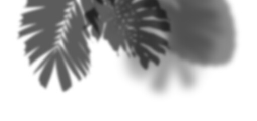 A cut out shadow of plants stands out against a clear background. The leaves create an interesting shape and form, showcasing the patterns made by the light © Creative_Bird