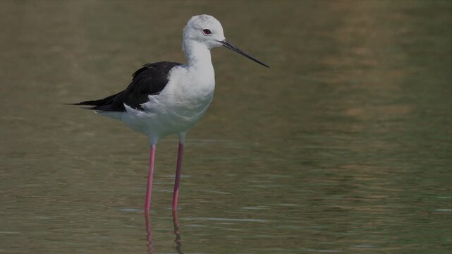 Closeup video of Black-winged stilt stands tall in shallow water. Its long legs and slender beak are perfectly adapted for wading. White head contrasts sharply with black wings and back