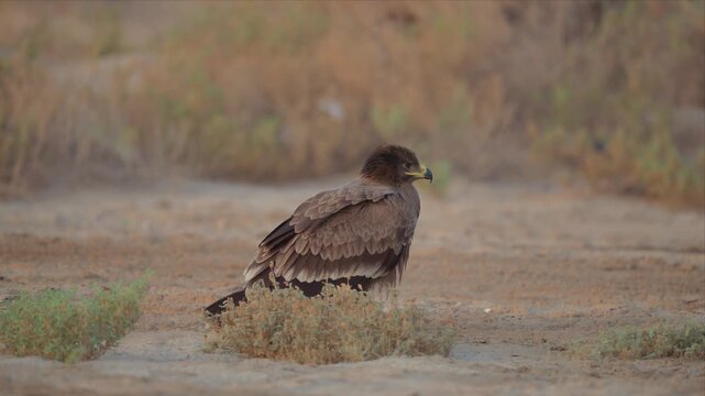 Close up video of Steppe eagle stands alert in a dry, desert landscape. Its sharp eyes and curved beak suggest readiness to hunt. Sparse grasses surround the bird, offering minimal cover