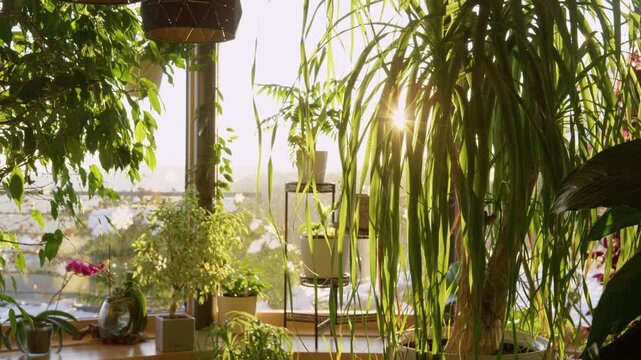 LENS FLARE: Radiant golden light streams through lush foliage of an indoor jungle. Delicate textures and vibrant green hues of leaves in morning sunlight. Tranquil moment in a modern home sanctuary.