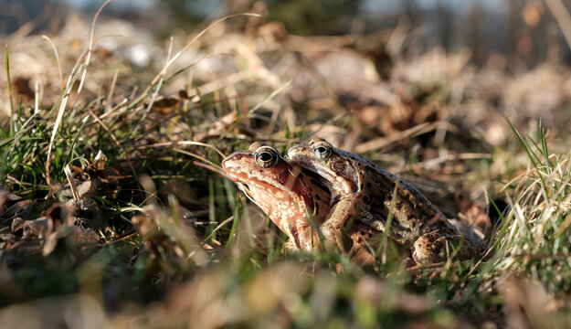 Mating pair of Rana temporaria in amplexus.