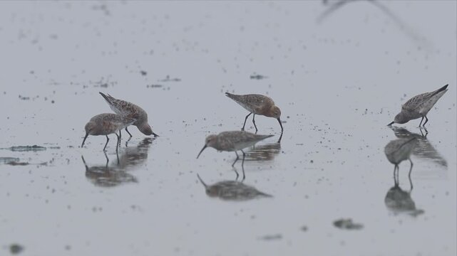 Video of curlew Sandpiper birds forage in shallow, misty wetland water and eating food. Feet sink slightly as birds probe mud for small prey. Reflections ripple across smooth, gray surface