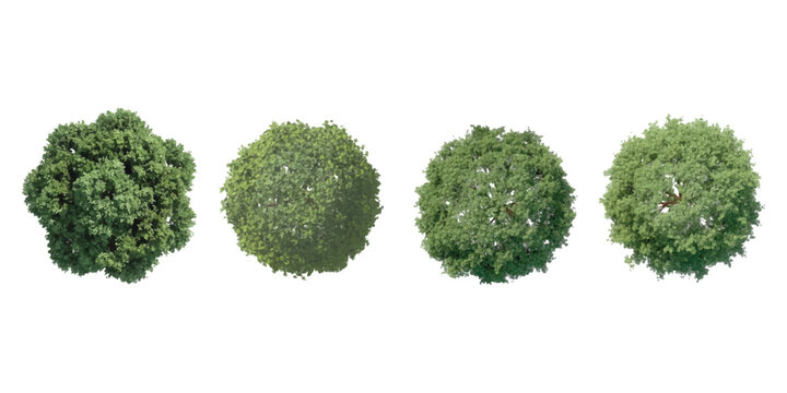 Set of four realistic green trees top view for architectural landscape design vector illustration