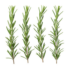 Fototapeta premium A close-up photo of four rosemary sprigs on transparent background