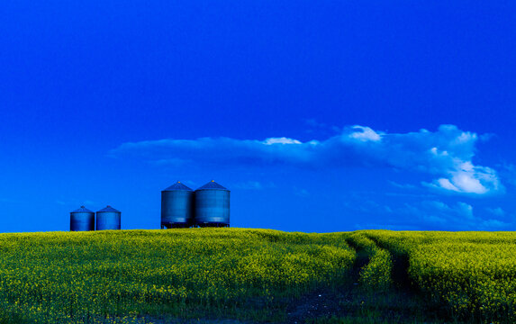 Canada, Alberta, Calgary.  Metal grain storage bins and rough road through field of canola at dusk.