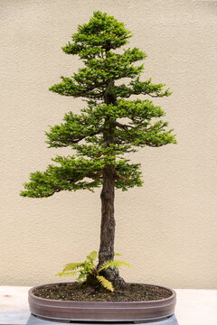 USA, WA, Seattle.  A minature tree at the Pacific Bonsai Museum