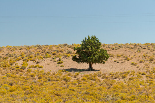 USA, OR, Bend.  A solitary pine tree in arid rangeland , southern Oregon.