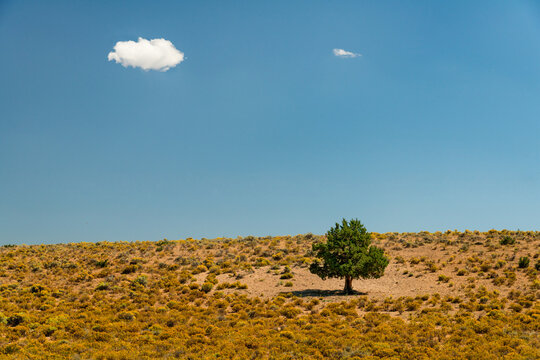 USA, OR, Bend.  A solitary pine tree in arid rangeland , southern Oregon.