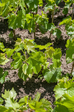 wine grapes seedlings
