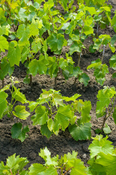 wine grapes seedlings