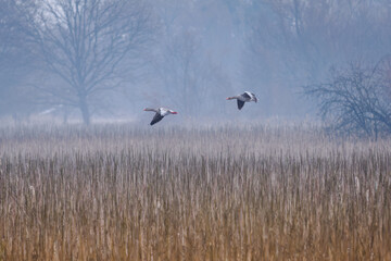 Two wild geese flying above the reeds in a pond. © lapis2380