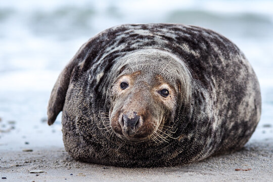 A close-up portrait of a grey seal (Halichoerus grypus) looking directly at the camera with a gentle expression while resting on a sandy beach.