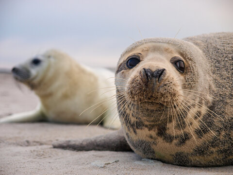 Grey Seal (Halichoerus grypus) portrait on Heligoland beach copy space